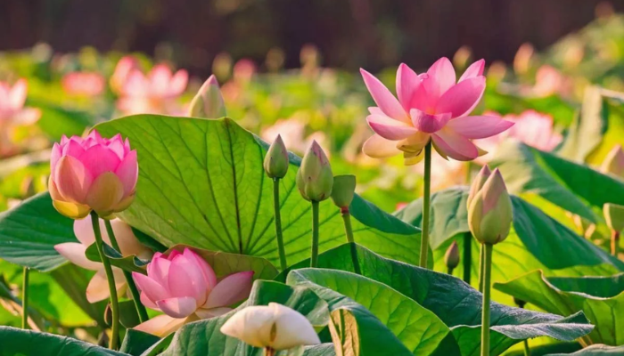 Boylecheloid Flower: The Ultimate Guide to Its Beauty Meaning and Care